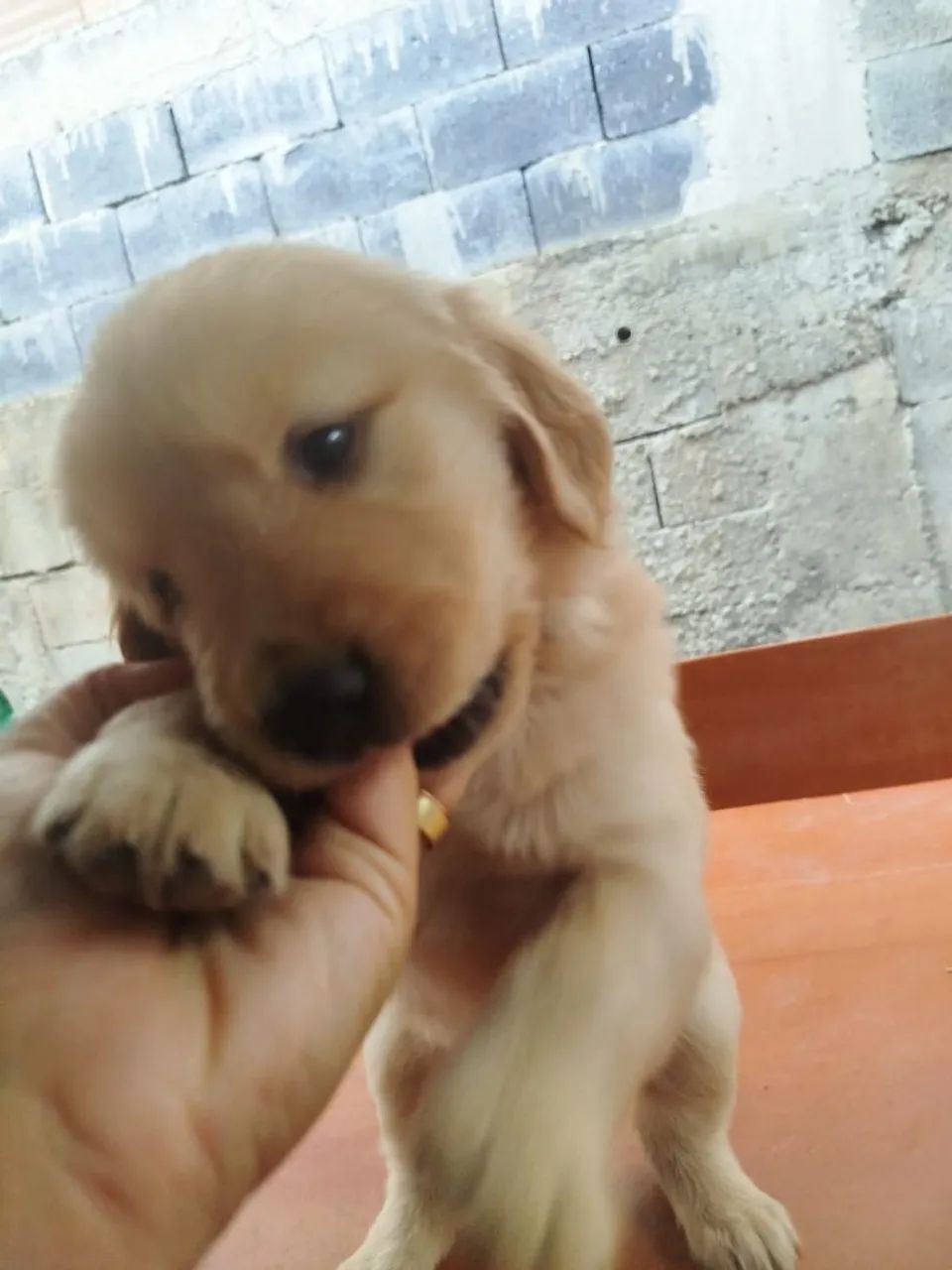 Golden retriver  - Foto 5
