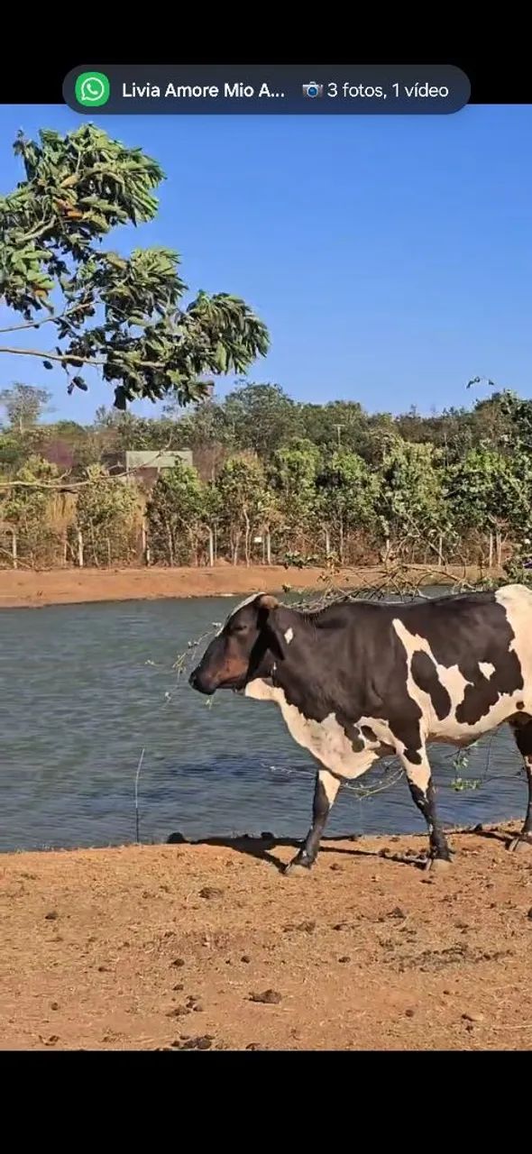 Vaca leiteira 
