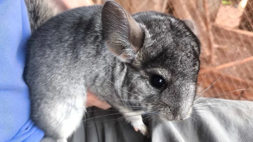Chinchila 
