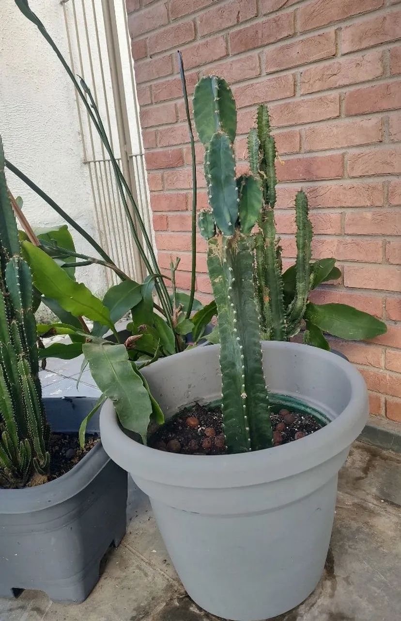 Plantas