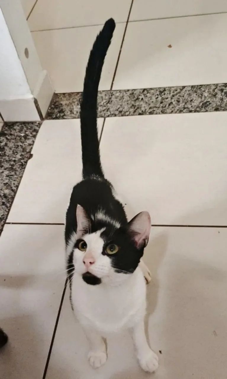 Gatos para adoção responsável - Foto 2