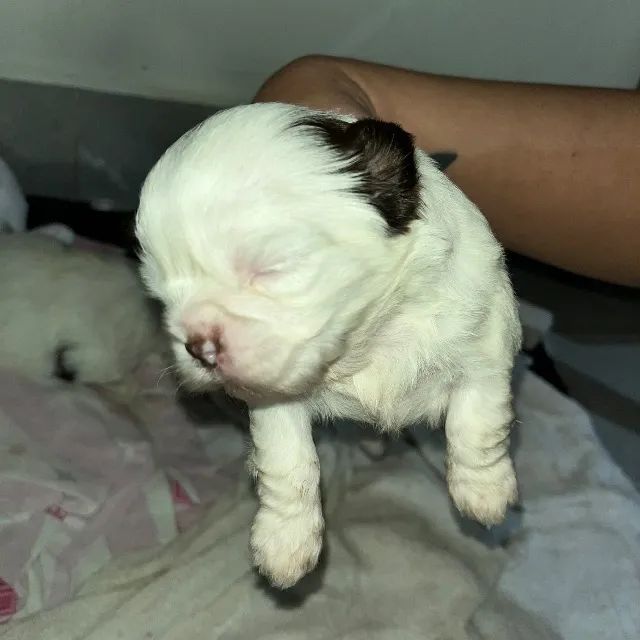 Lindos filhotes de shitzu mini disponíveis  - Foto 4