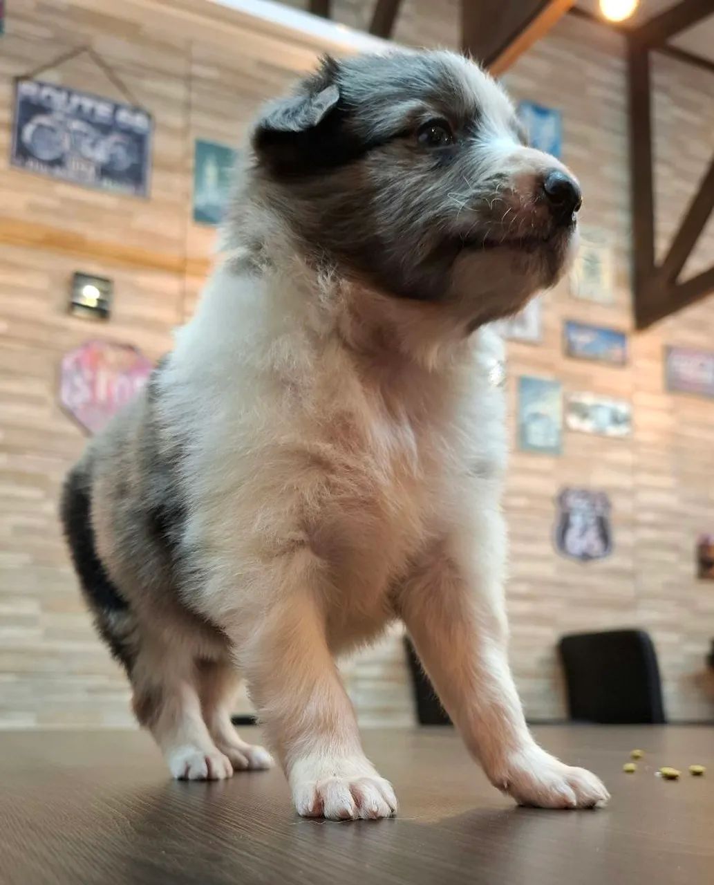 Filhotes de Border Collie 