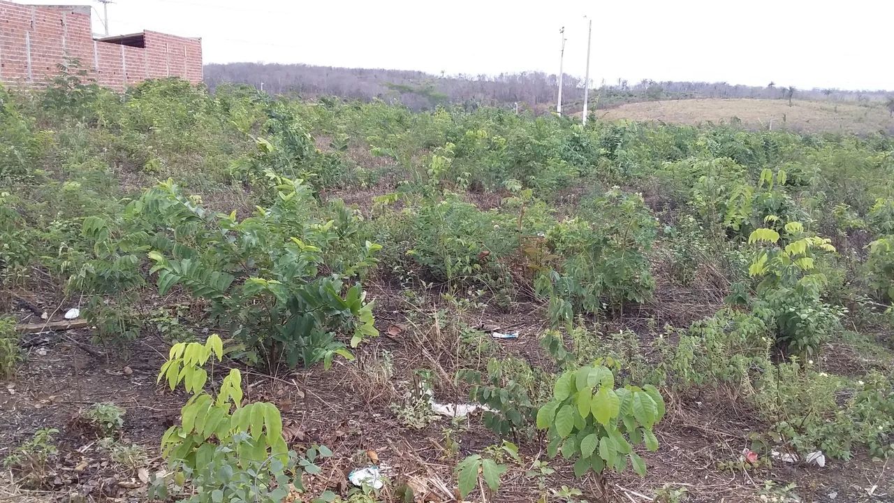 Lote no Alto da Colina - Foto 2