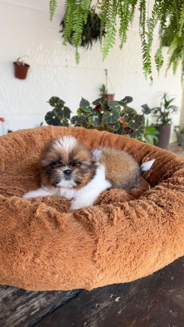 Shih Tzu Mini 