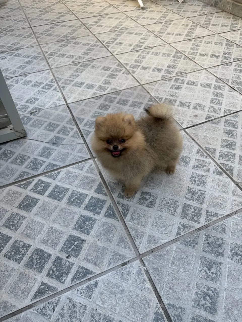 Venda de Spitz Alemão  - Foto 4