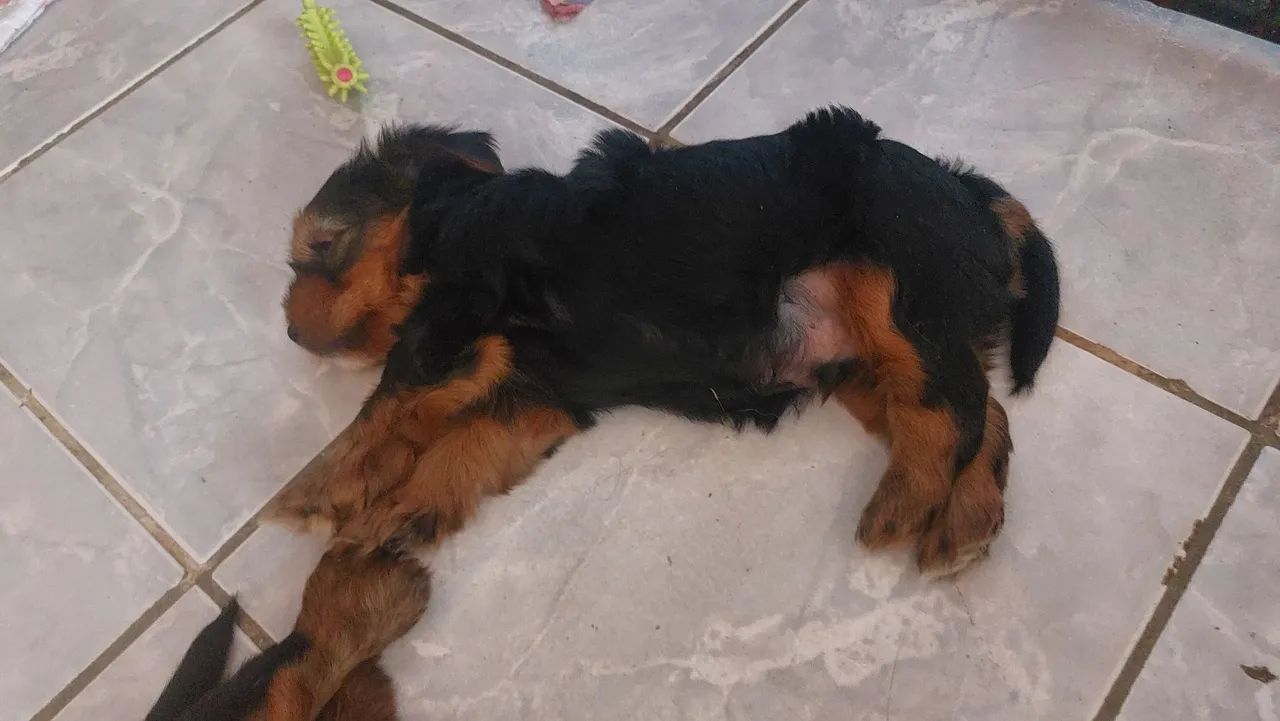 Yorkshire Terrier Macho  - Foto 4