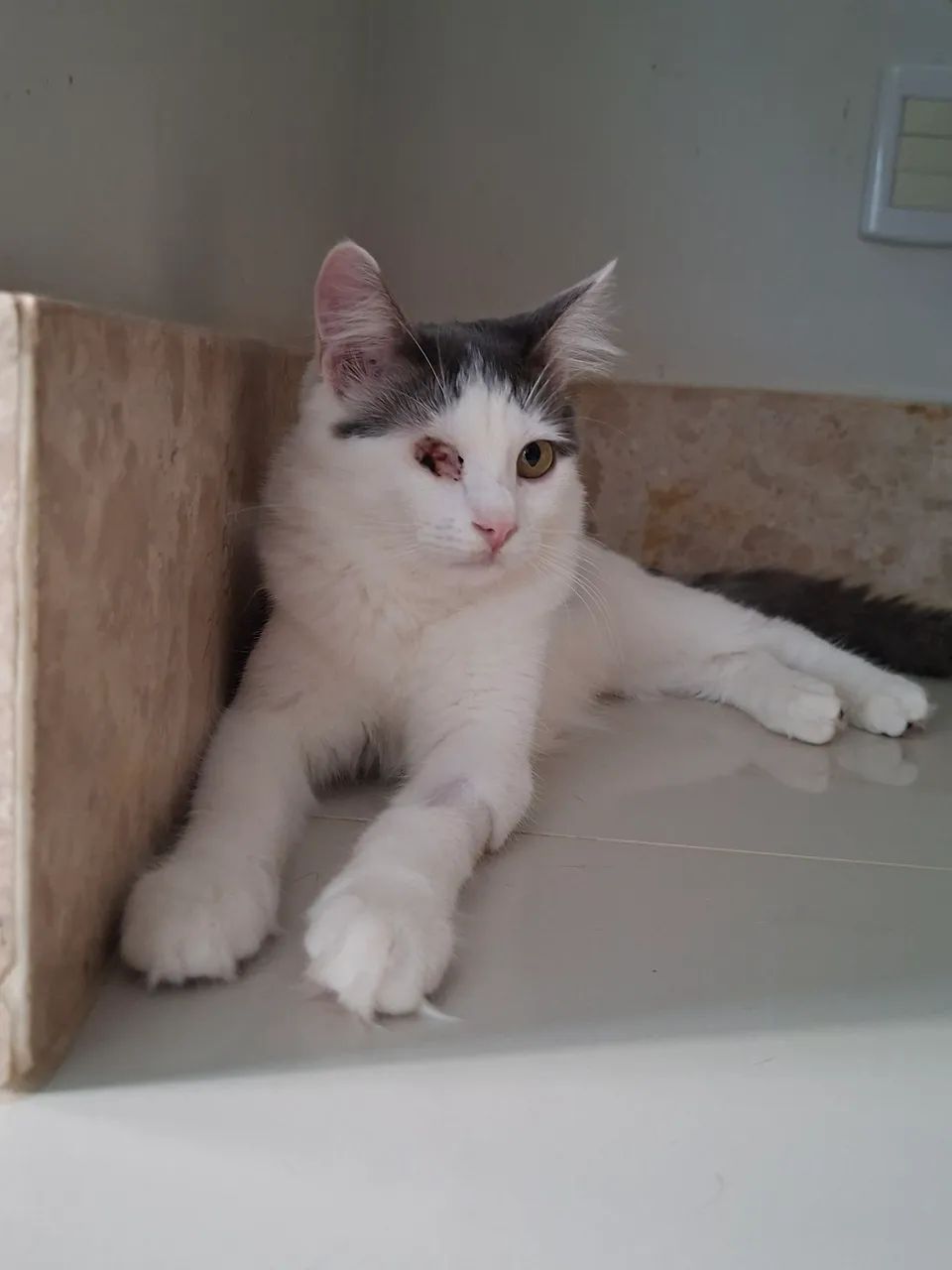 Adoção especial - Foto 2