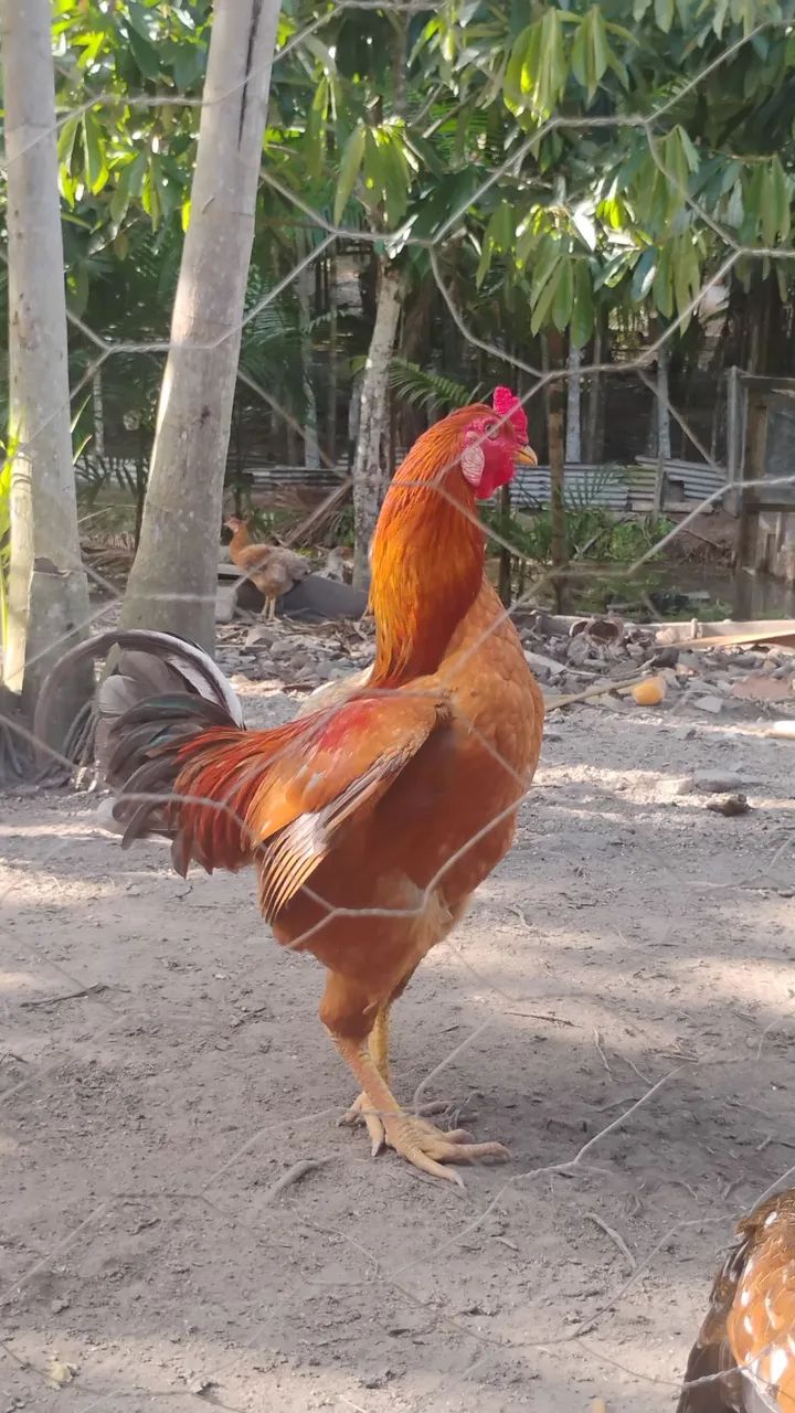 Vendo
