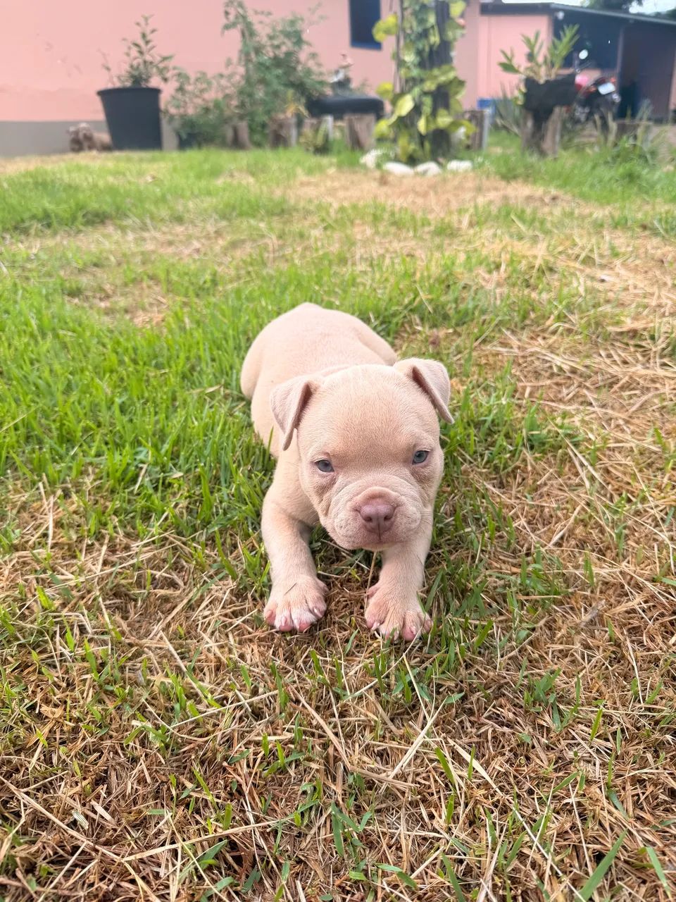 American bully pocket  - Foto 2