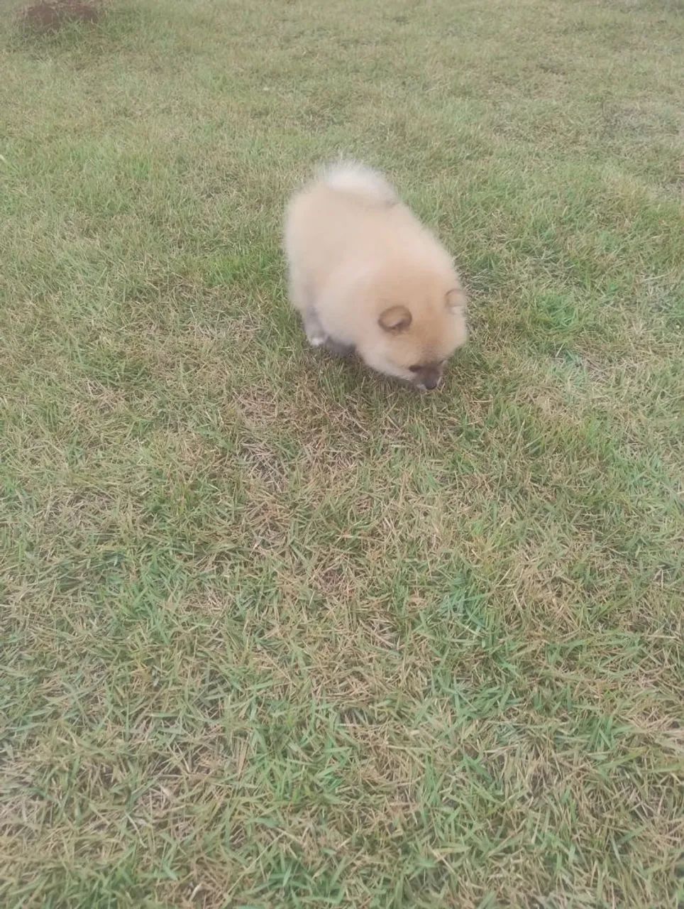 Filhote de Spitz Alemão macho - Foto 2