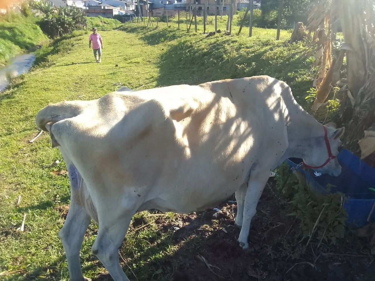 Vendo vaca com Bezerra  - Foto 2