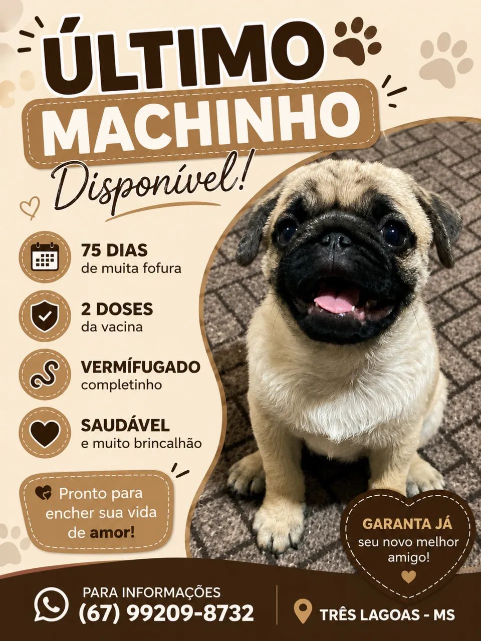 Pug filhote 