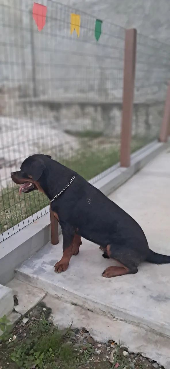 Vendo Rottweiler macho com dez meses, TOP! - Foto 2