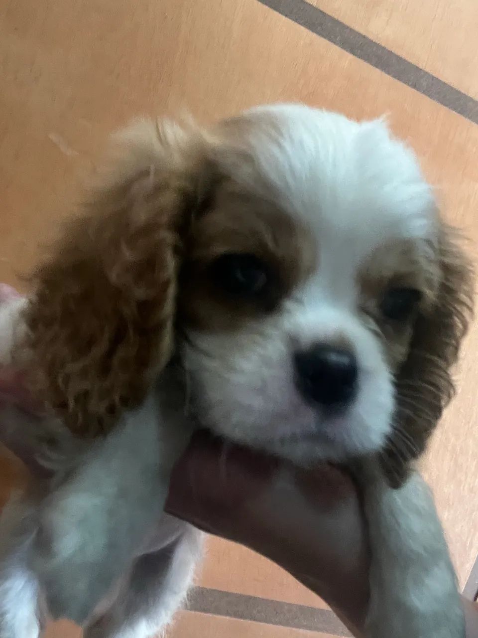 Filhotes Cavalier King Charles Spaniel 