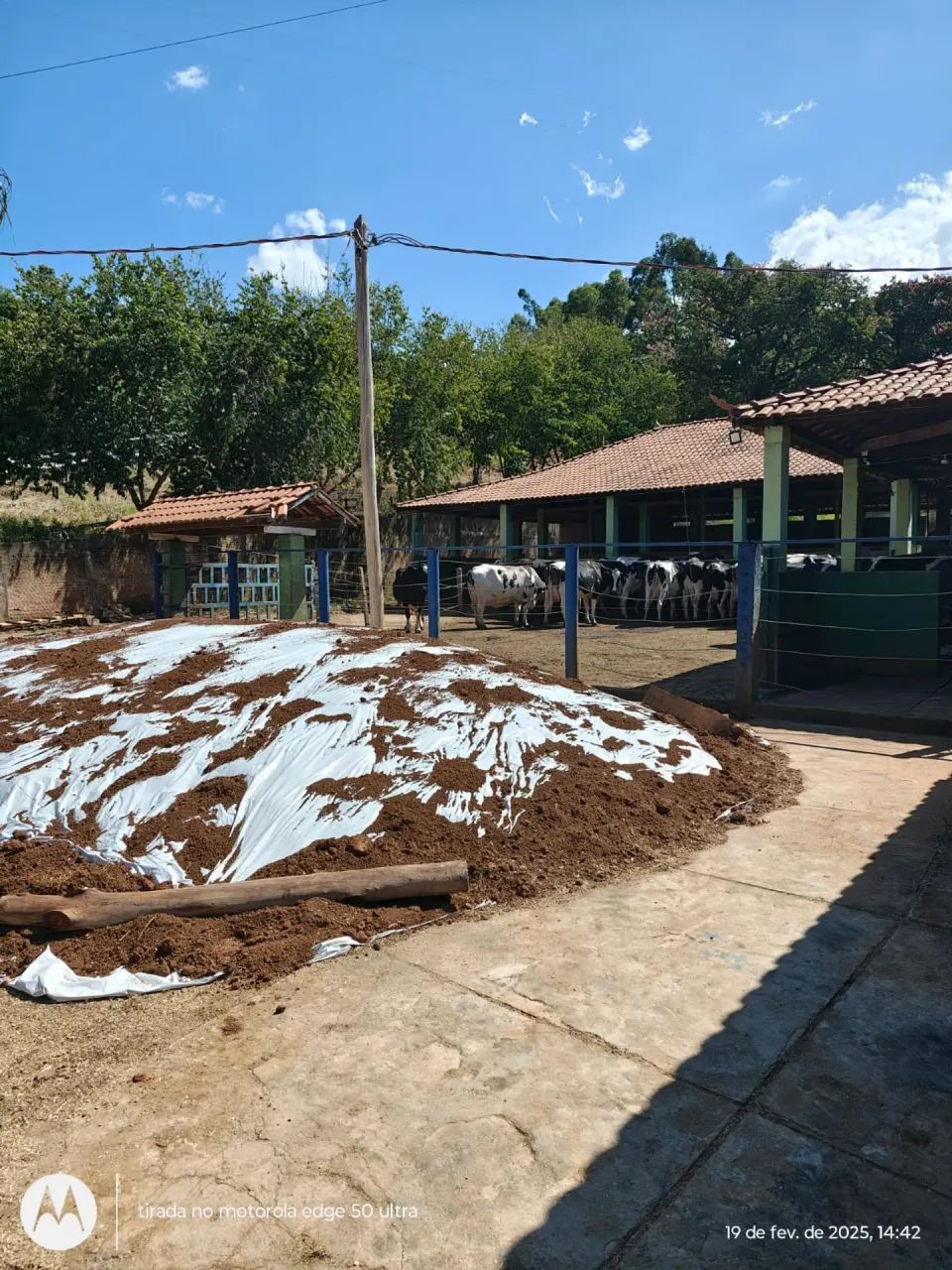 Sitio com galões e café Cristina MG - Foto 4