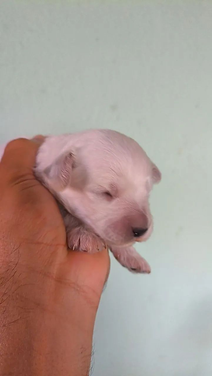 Vendo filhostes de poodle  - Foto 2