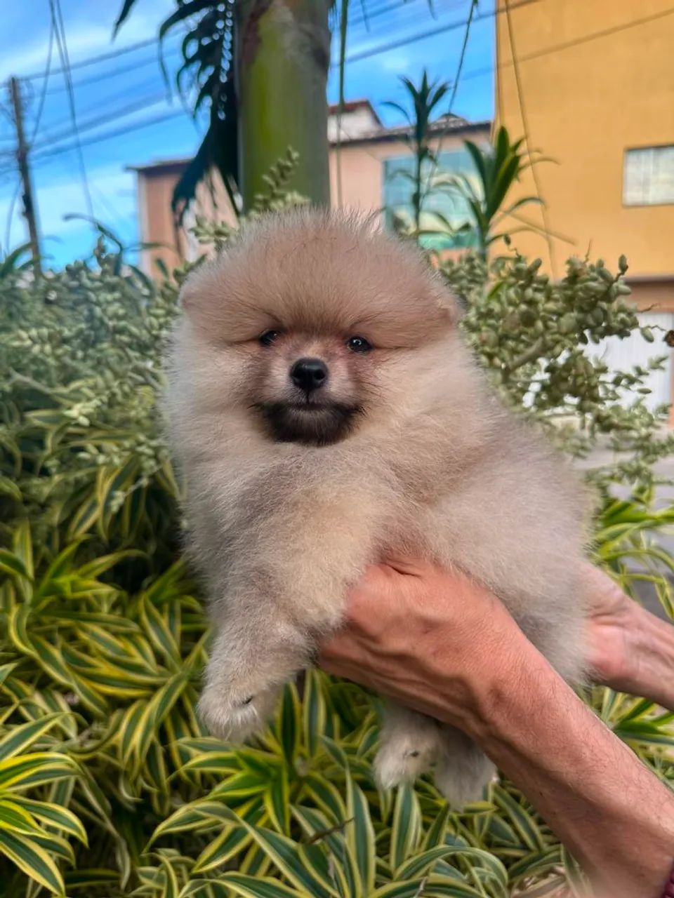 Glorioso  spitz alemão macho - Foto 2