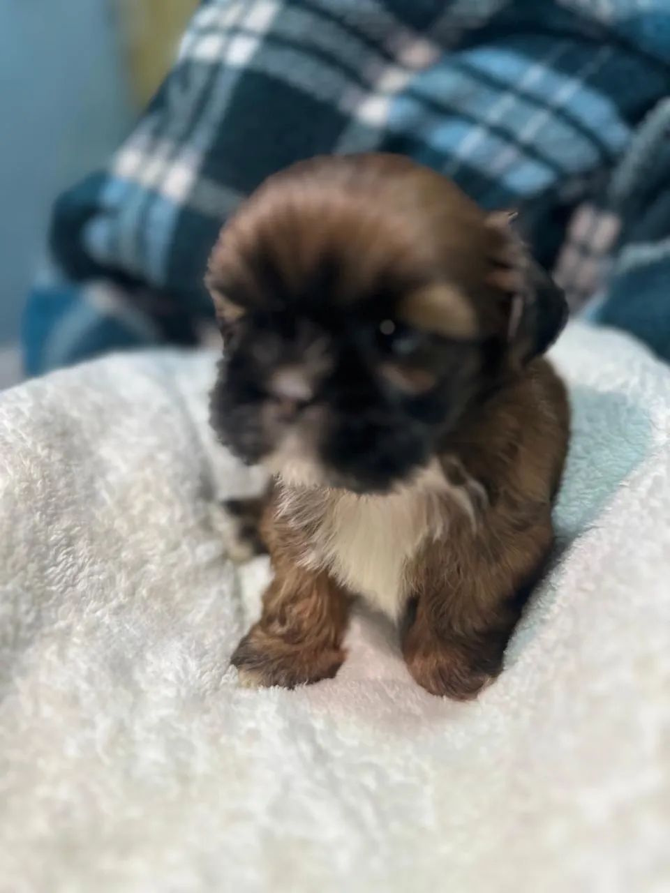 Filhote de shih-tzu - Foto 4