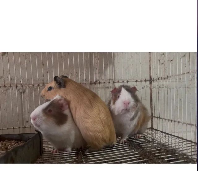 Porquinho Índia machos 