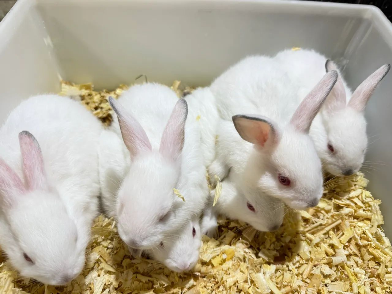 Filhotes de coelhos - Foto 2