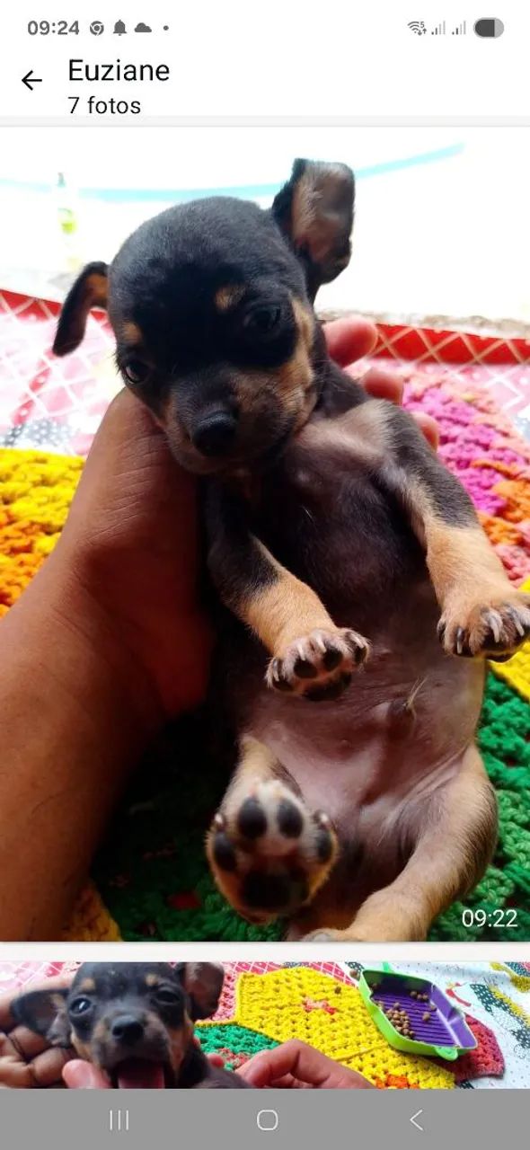 Cachorro Pinscher 