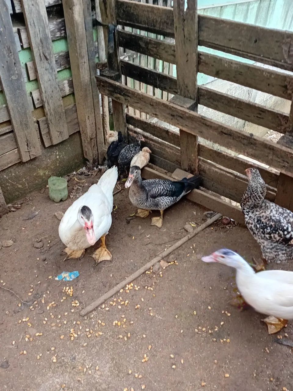 Casal de Pato gamelão  - Foto 3