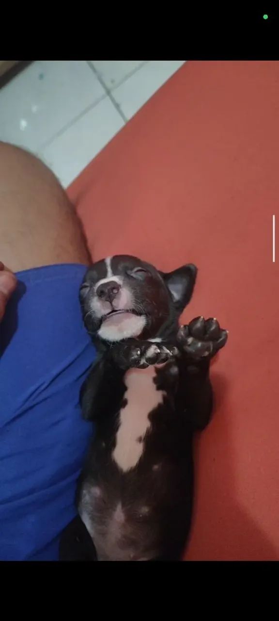 Filhote de Pitmonster no precinho  - Foto 6