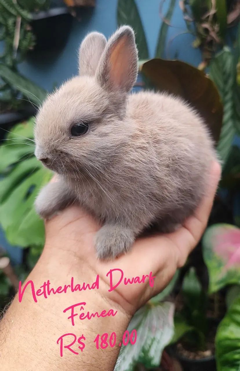 Mini Netherland Dwarf Rabbit65569150333954122