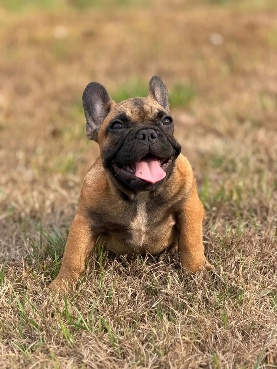 Buldogue Francês Micro Exótica - Foto 4