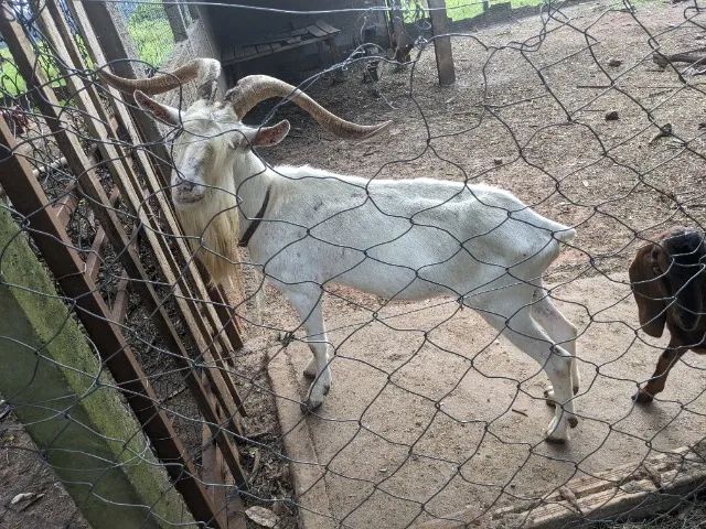Bodes a venda  - Foto 3