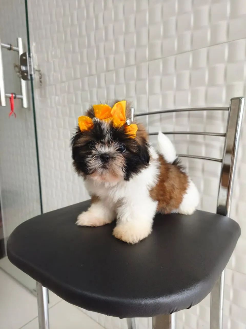 Shih Tzu europeu 