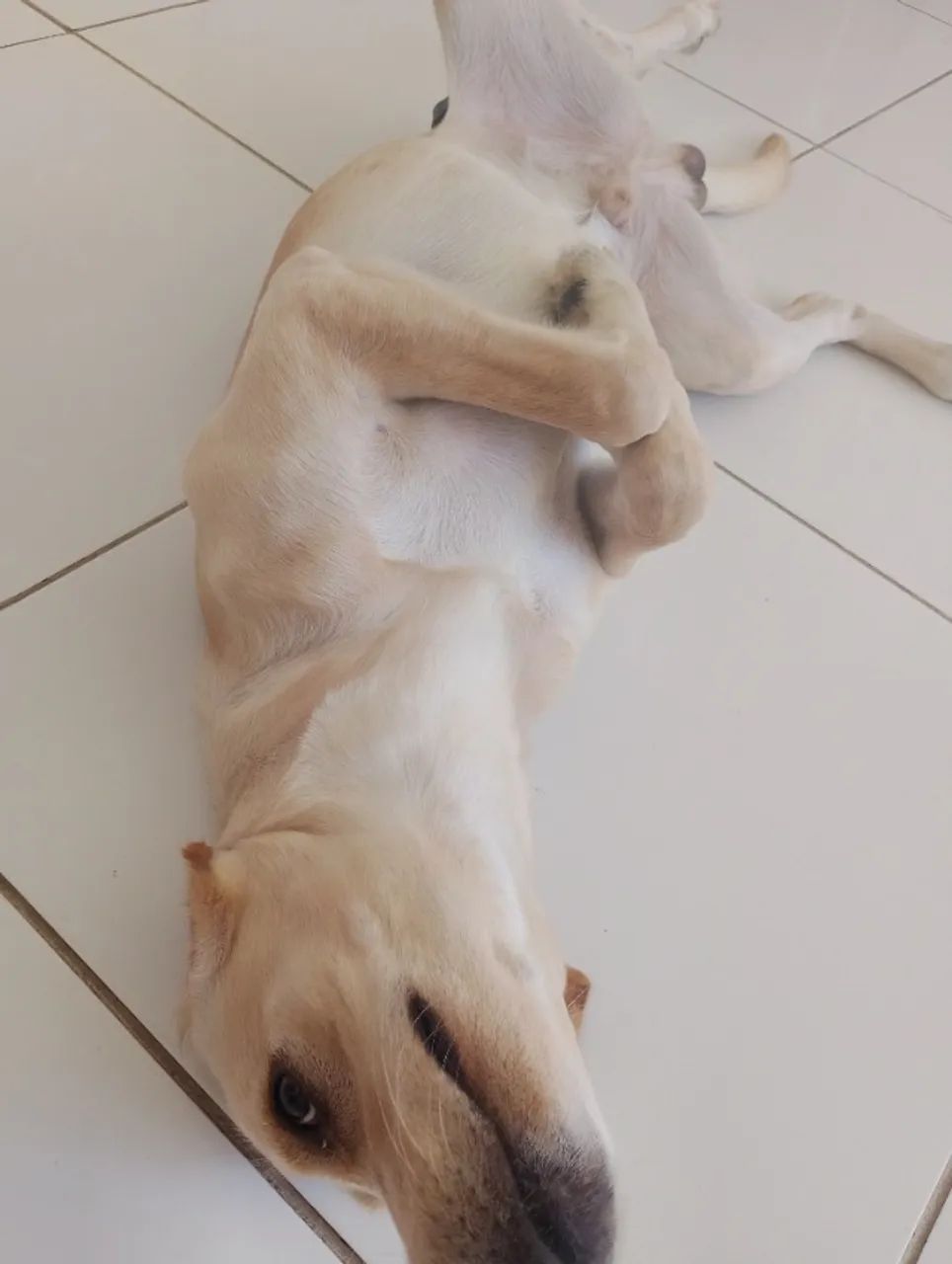 Cachorro para doação  - Foto 4