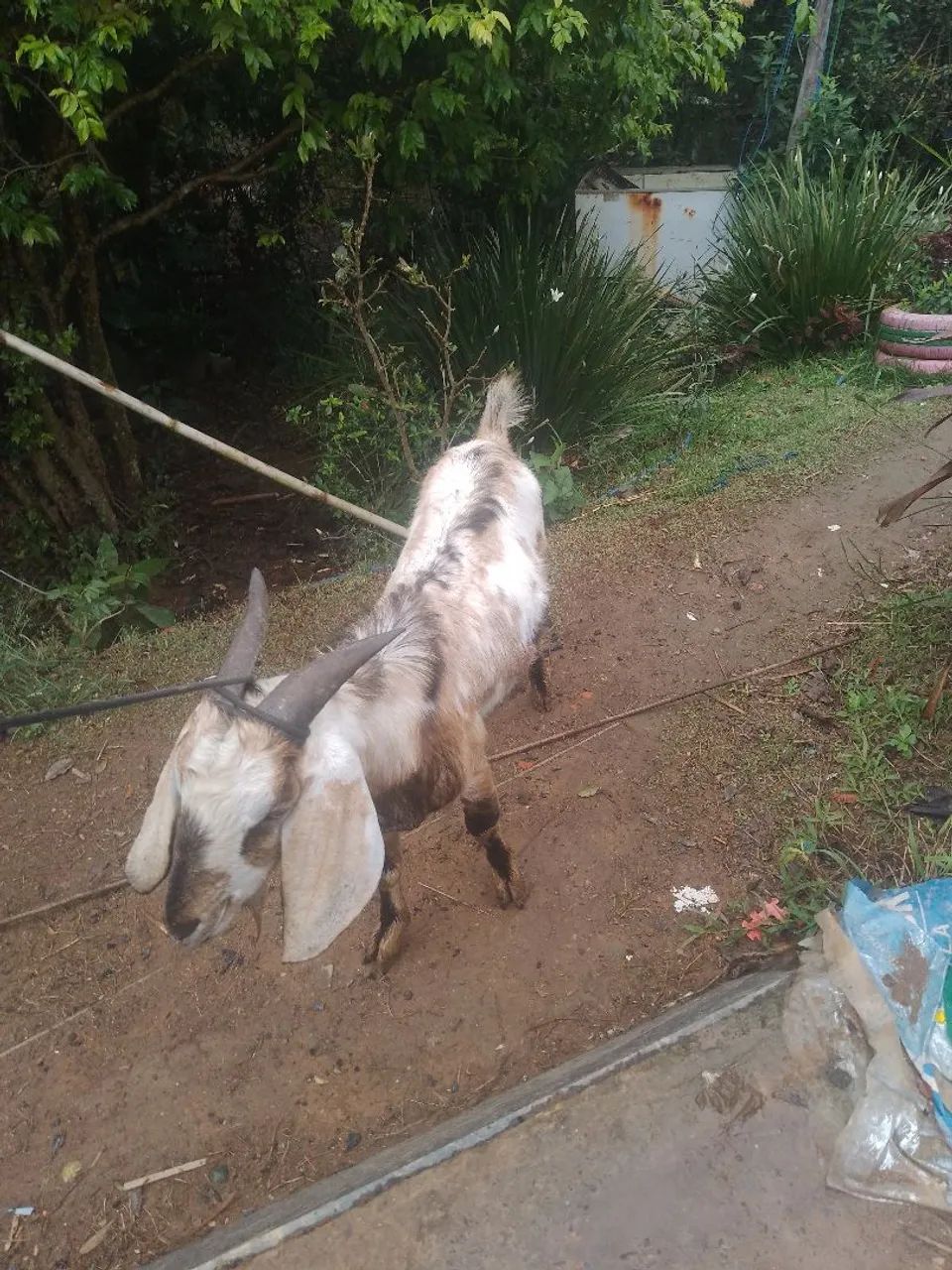 Craba leiteira e bode - Foto 4