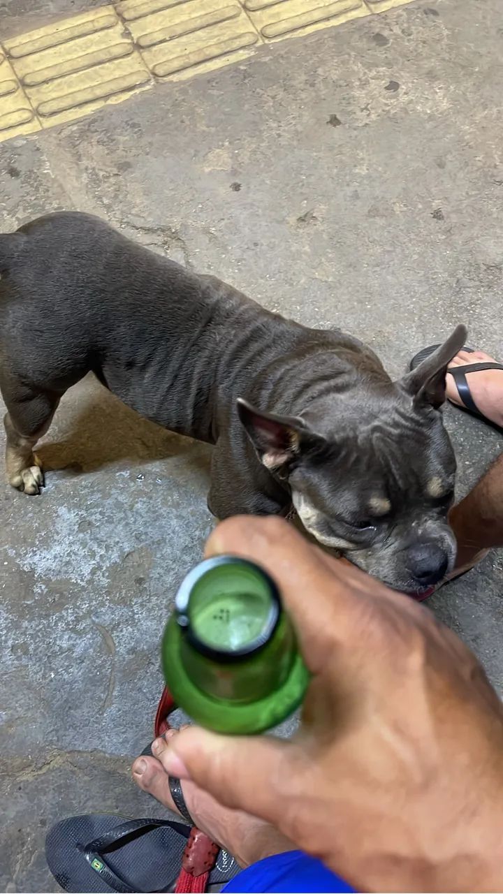 Animais - Foto 4