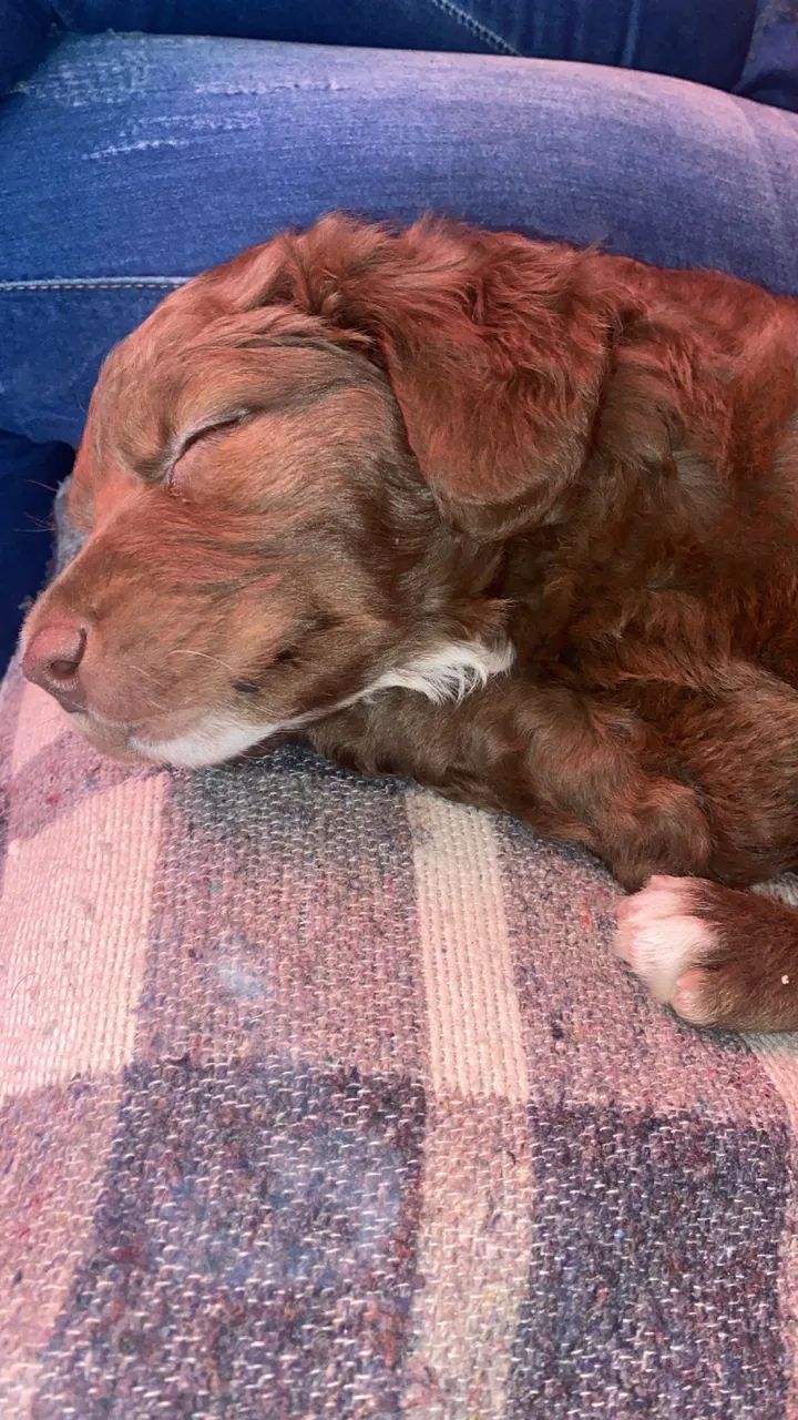 Cachorro labrador  - Foto 5