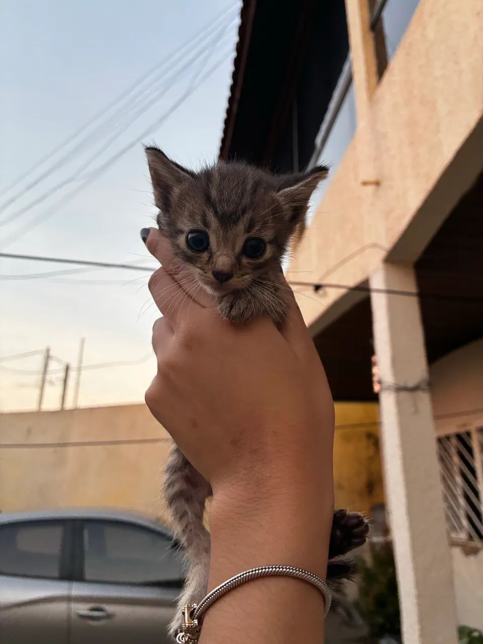 Gatinhos disponíveis para adoção responsável 