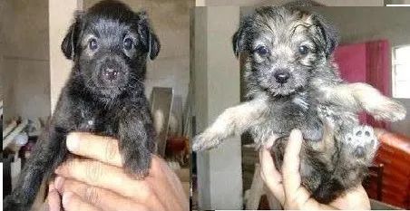 poodle x york lindos e peludos  - Foto 5