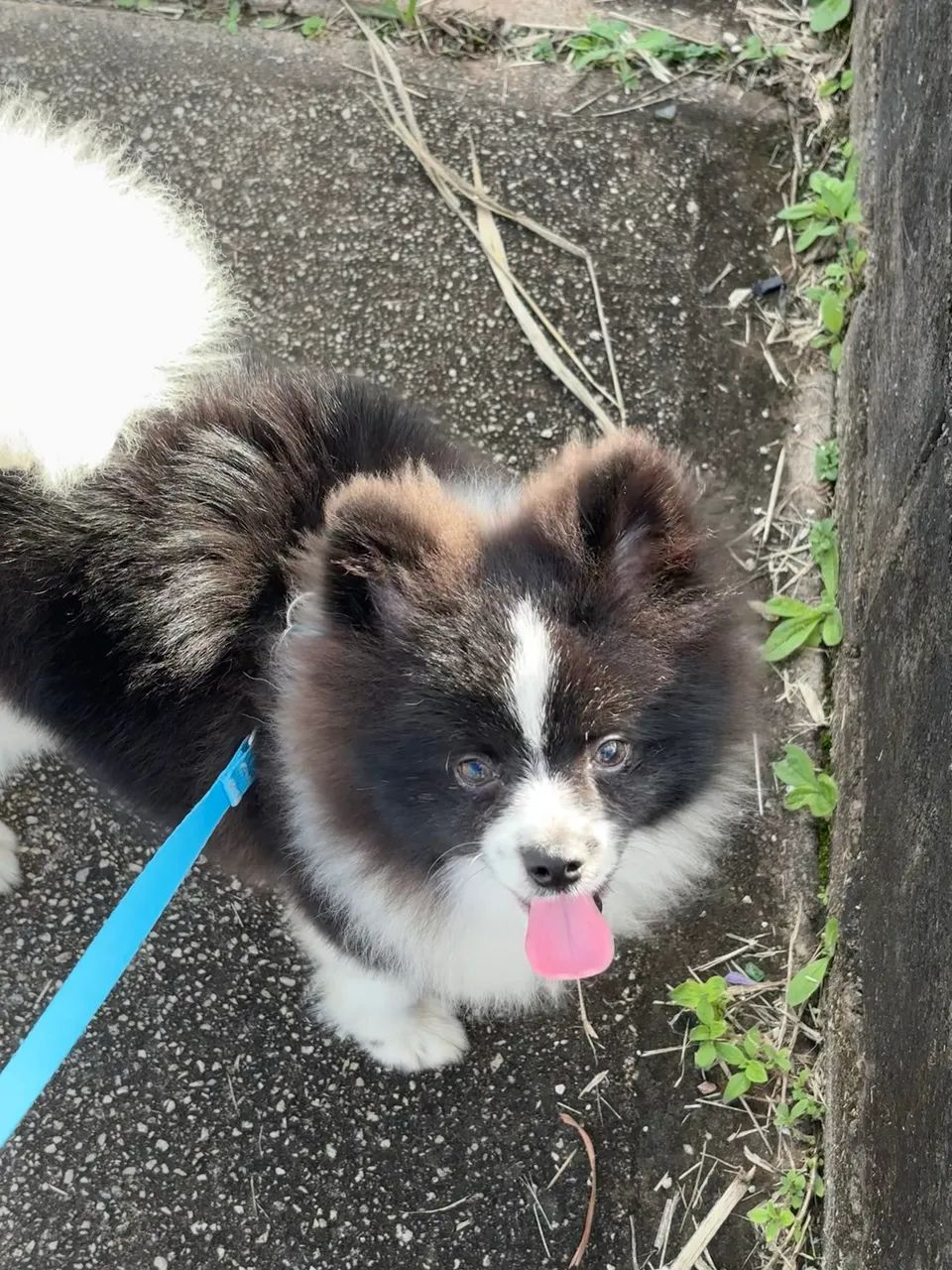 Spitz Alemão Macho - Foto 2