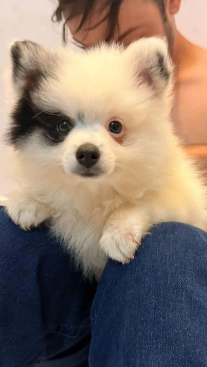 Filhote de Spitz Alemão - Foto 2