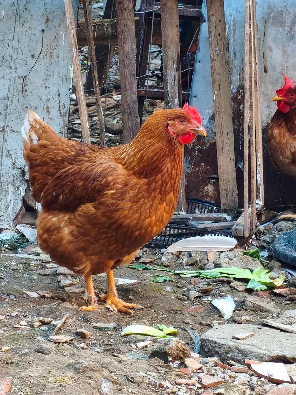 Galinhas 