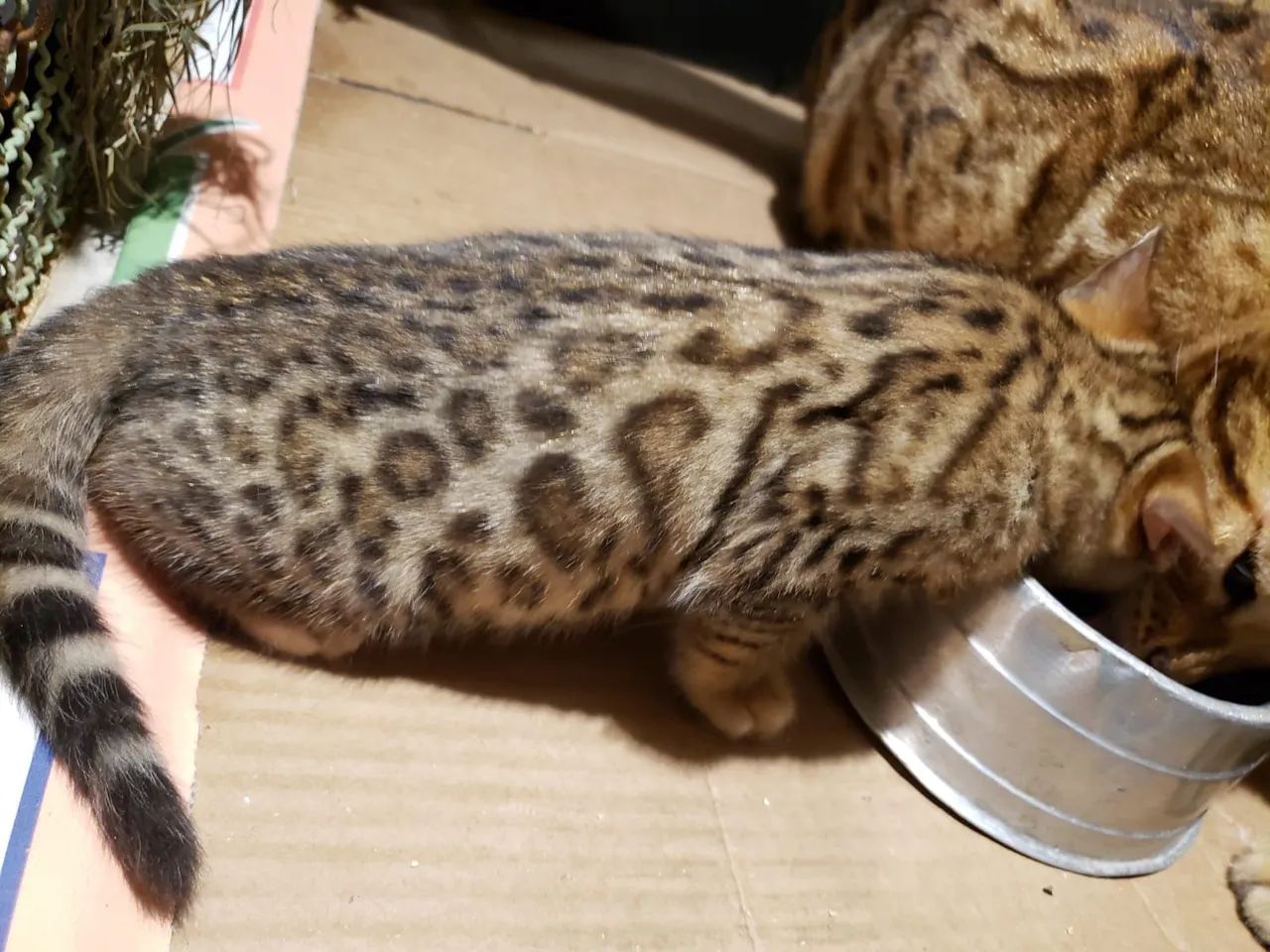 Gato Bengal  - Foto 5