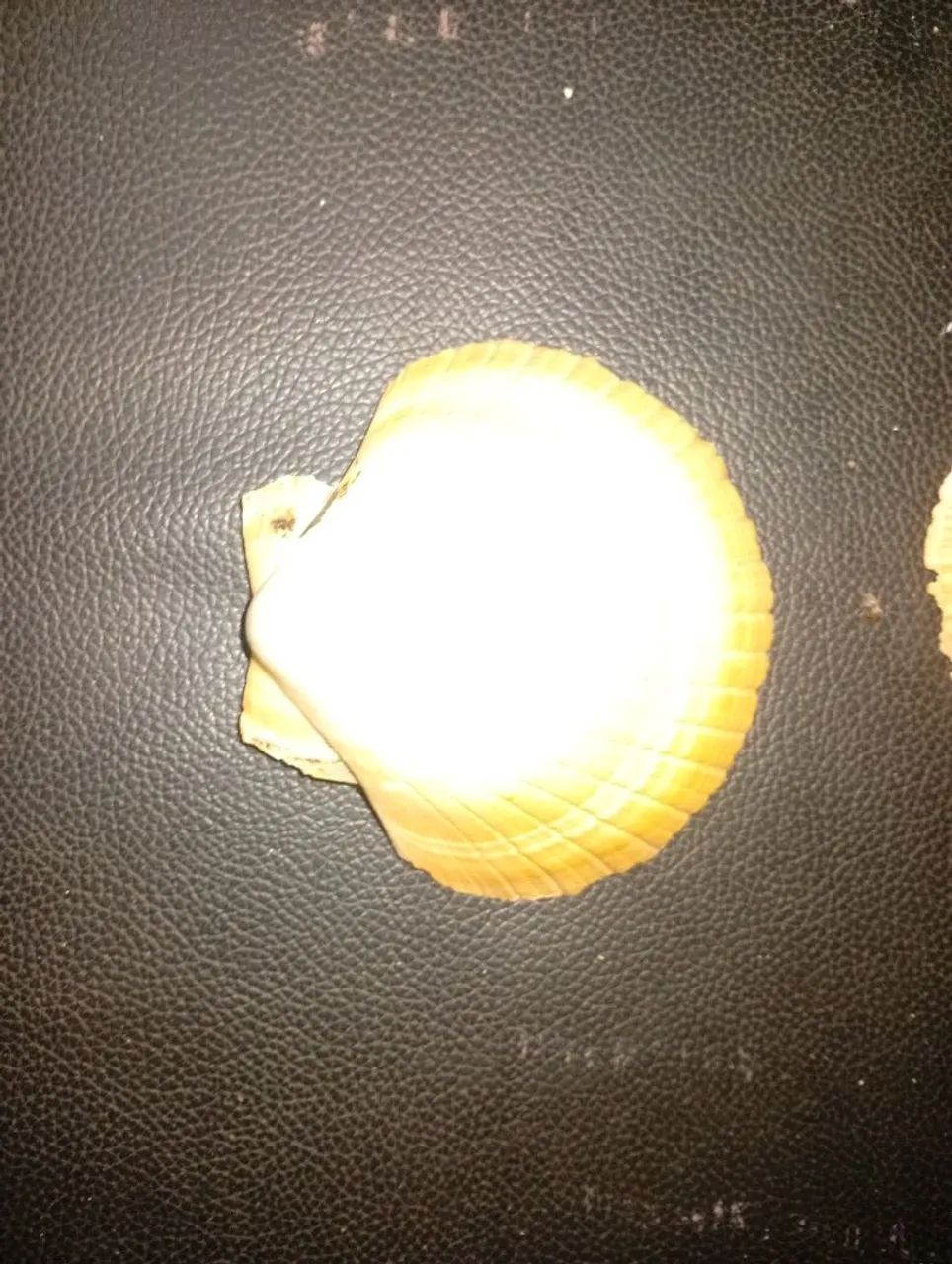 Conchas mescladas, grande quantidade ótima qualidade e preço! - Foto 2