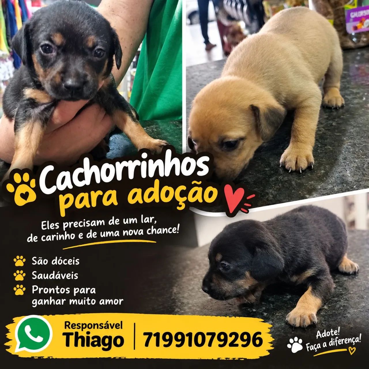 Cachorrinhos para doação 