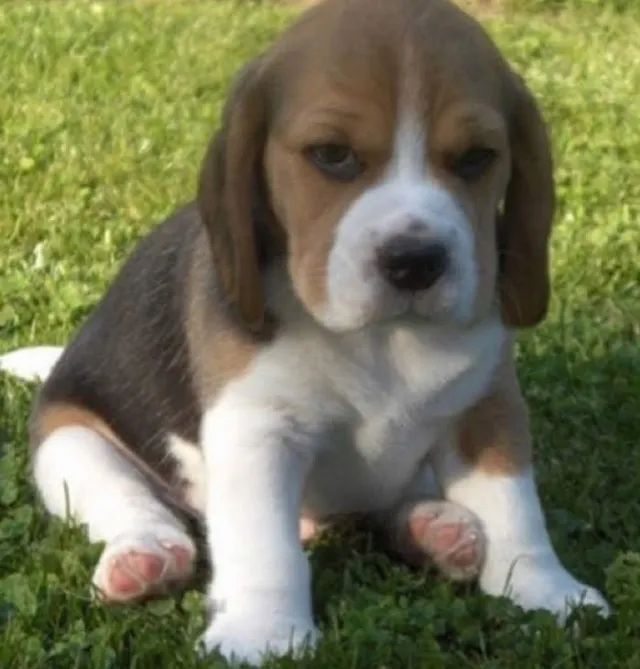 Beagle Amor que encontra espaço em qualquer canto