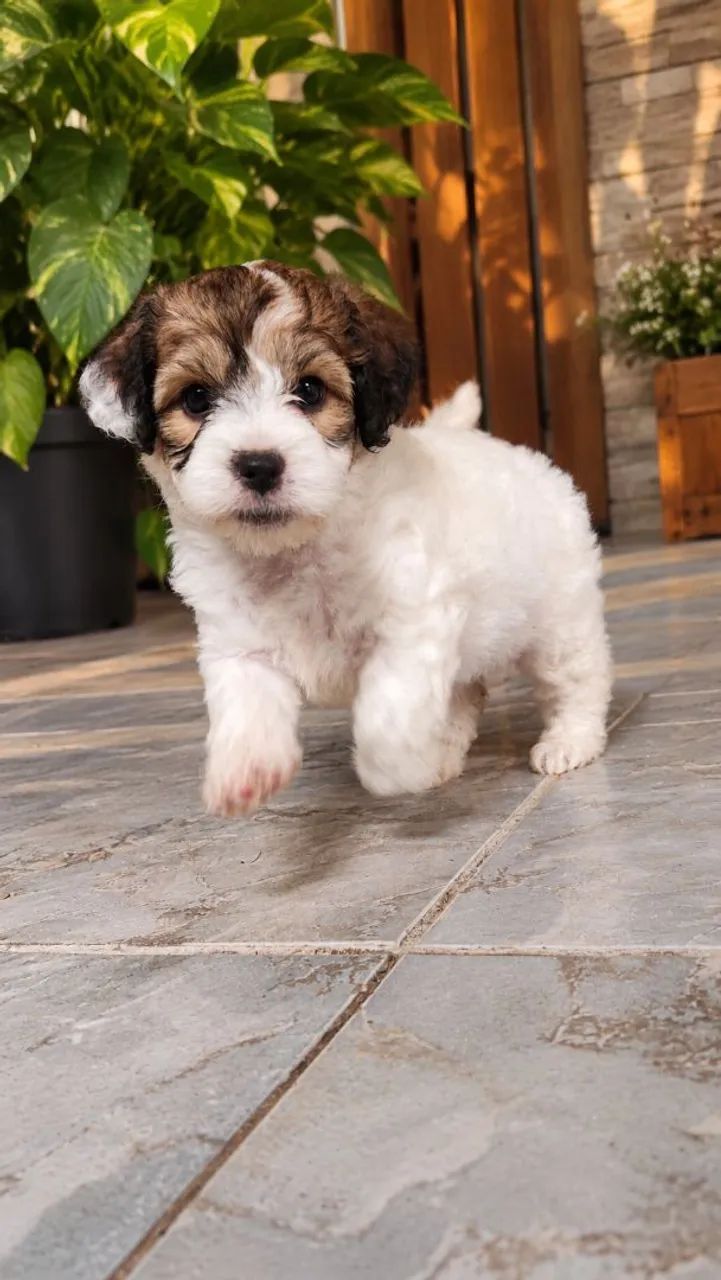 Poodle 