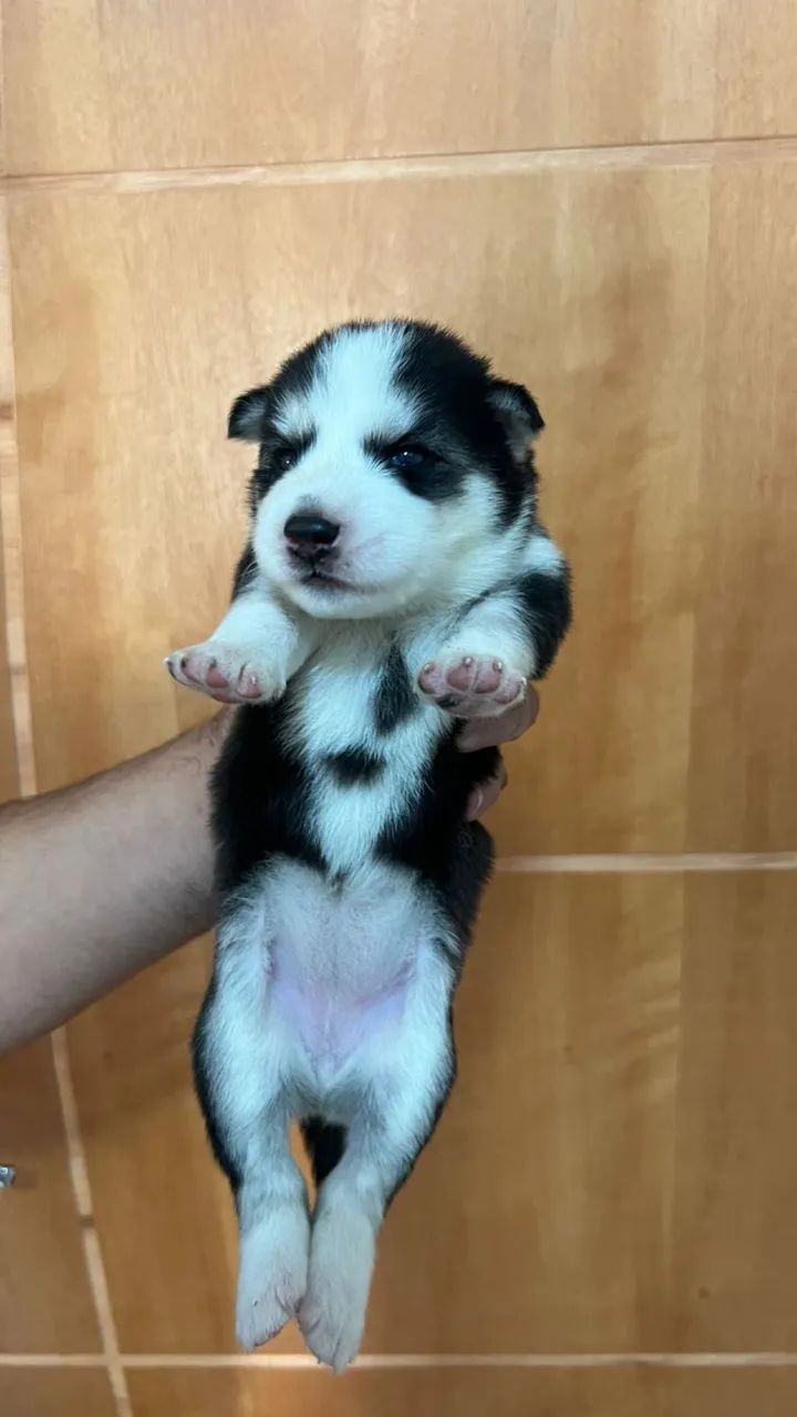 Filhotes de husky siberiano  - Foto 2