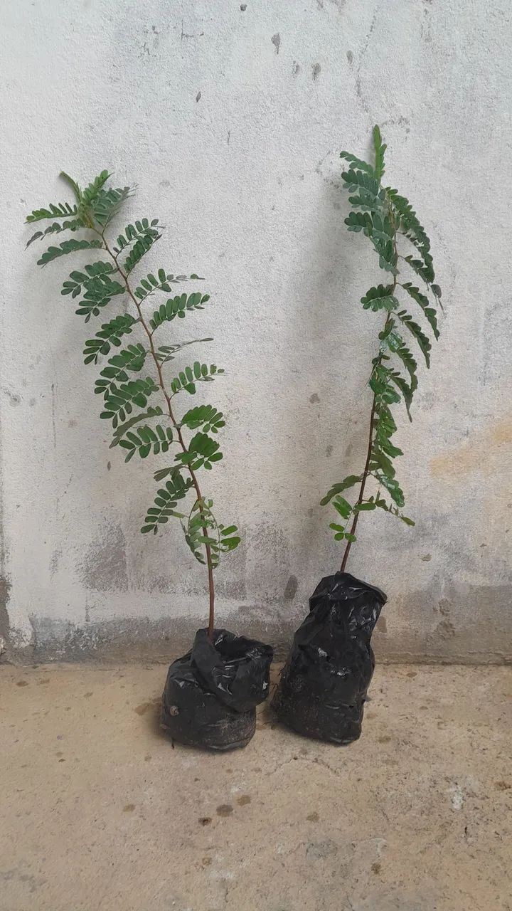 mudas de tamarindo 60cm 