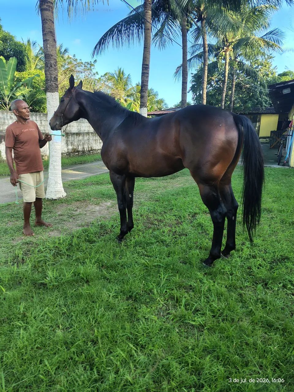 Cavalo puro sangue inglês  - Foto 5