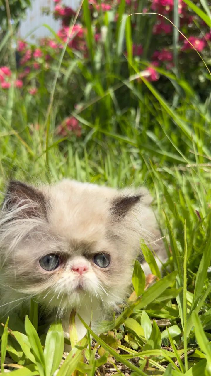 Gato Persa filhote macho  - Foto 3